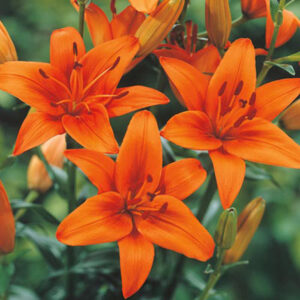 Lily - Asiatic